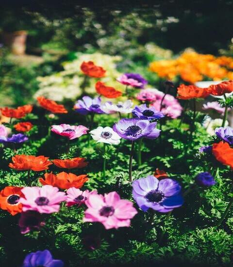 Spring On Our Conservatory