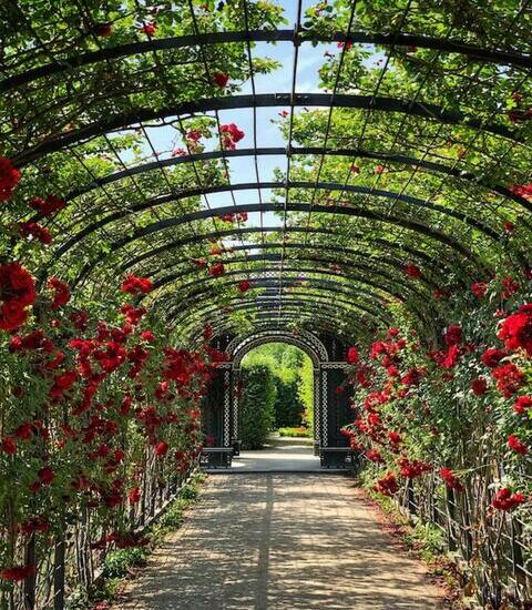 Hall Of Roses