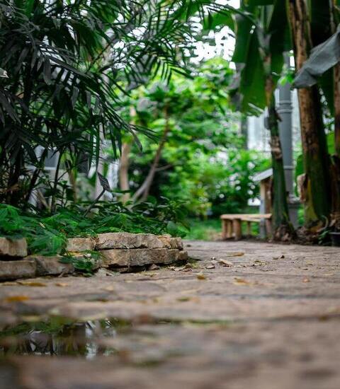 Garden After Rain